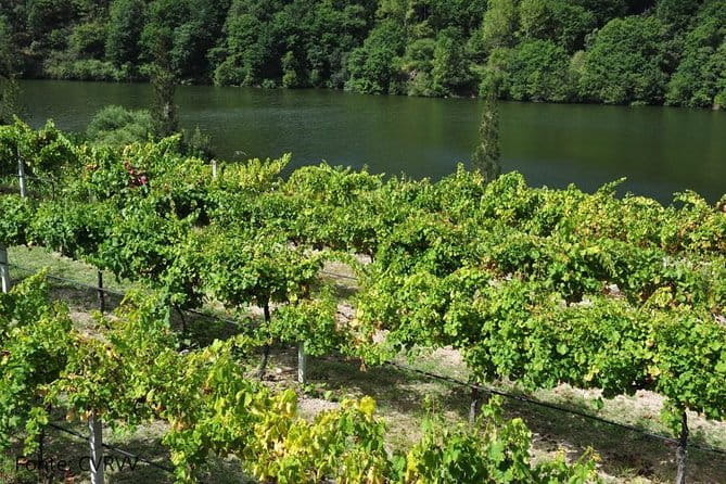 Private tour to Ponte de Lima, Vinho Verde region - Who Is This Tour Best For?