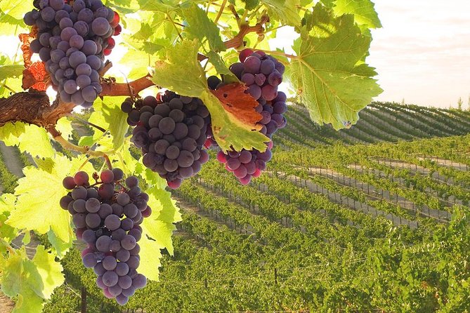 Private Tour to Siena and San Gimignano With Wine Tasting & Lunch - Arriving in San Gimignano