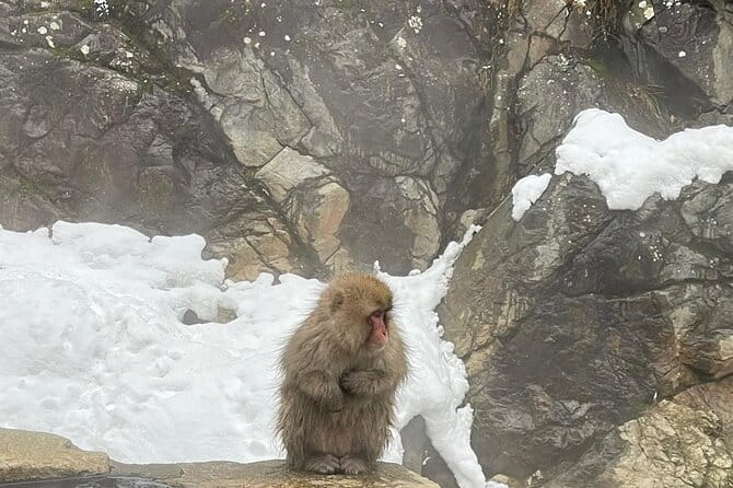 Private Tour to Snow Monkey, Zenkoji Temple & Hot Springs Nagano - Location and Pickup