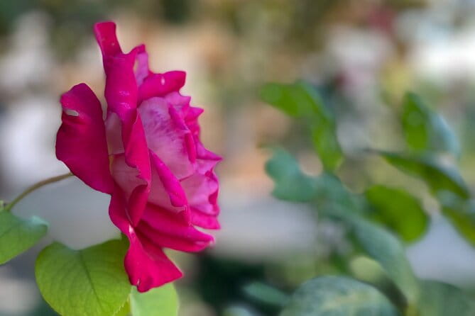 Private Tour to The Alhambra and Generalife from Motril port - Overall Experience and Recommendations