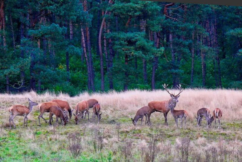 Private Tour Veluwe National Park and Kröller Müller Museum - Cycling in the Park: An Authentic Experience