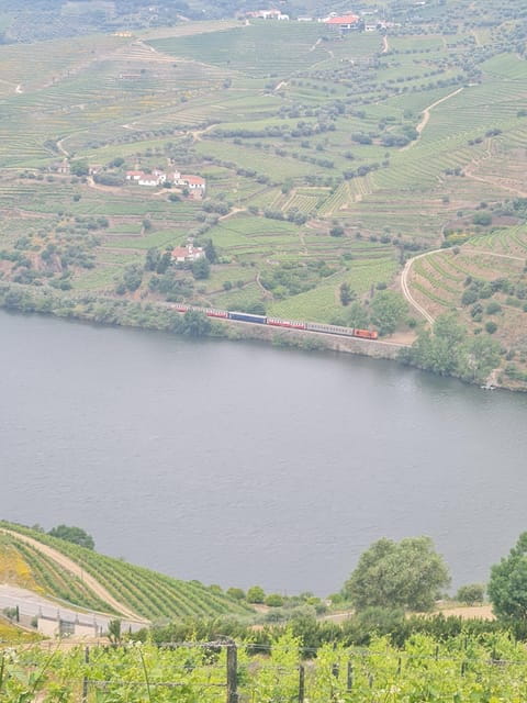 Private tours and transport amazing for you at DOURO Valley - Discover the Douro Valley with a Private Tour That Combines Wine, Views, and Comfort