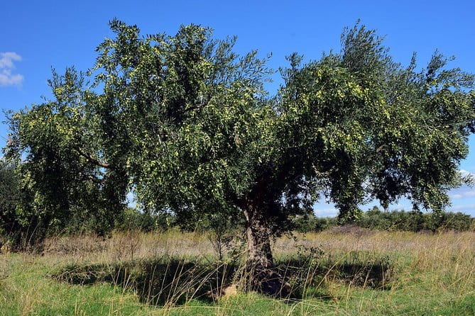 Private Tour:Visit of Agricultural Farm and free time in Olympia - Who Would Love This Tour?