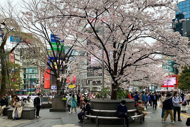 Private Transfer From Narita Airport to Prince Hachi City Japan - Communication and Delays