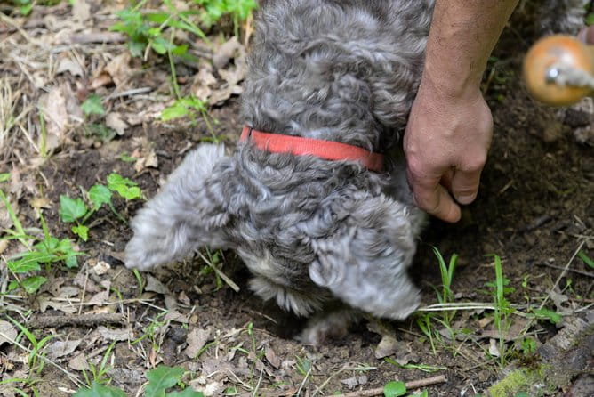Private Truffle Hunting in Chianti - Key Points / Takeaways