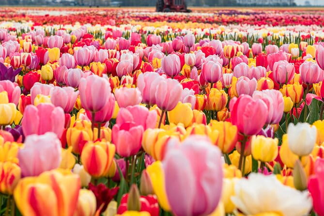Private Tulip Fields, Windmills and Cheese Tour from Amsterdam - Key points / Takeaways