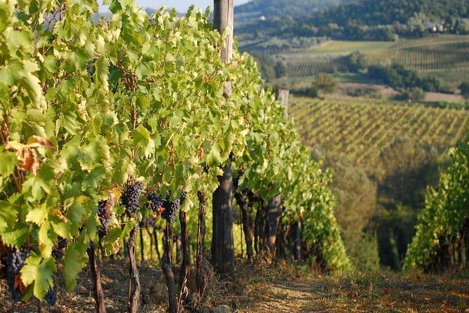 Private Tuscany Day Tour: San Gimignano and Chianti Wine Region from Florence - The Sum Up: The Right Choice for a Relaxing, Authentic Day in Tuscany