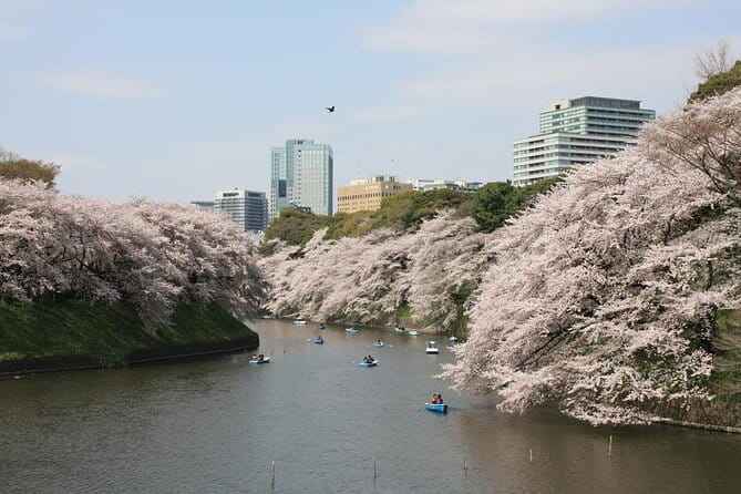 Private & Unique Tokyo Cherry Blossom Sakura Experience - Picnic Under Sakura