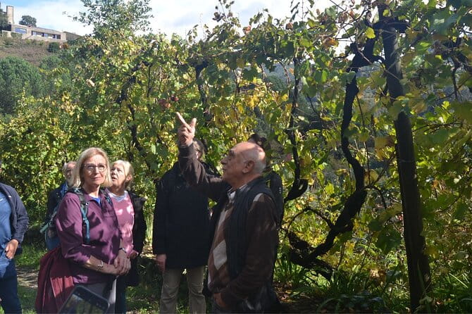 Private Vinho Verde Region Wine Tour from Porto Including Lunch - Introduction to the Vinho Verde Tour