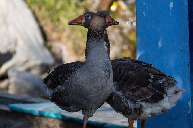 Private VIP Excursion to Tangier via Chefchaouen From Fez - Booking and Confirmation