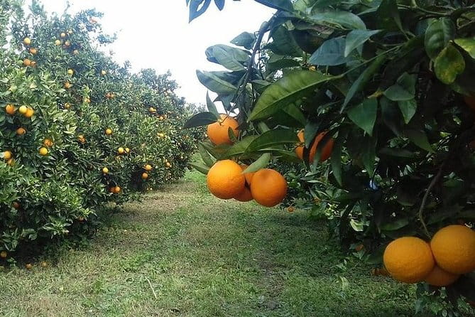 Private visit to the cellars of Etna with wine tasting - Price and Logistics: What You Need to Know