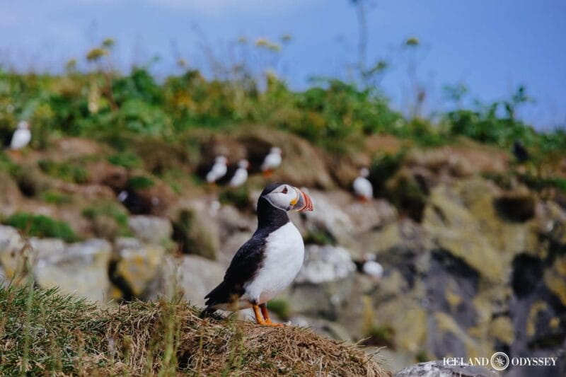 Private Westman Islands with Puffins and Belugas (Up to 8p) - Who Should Book This Tour?