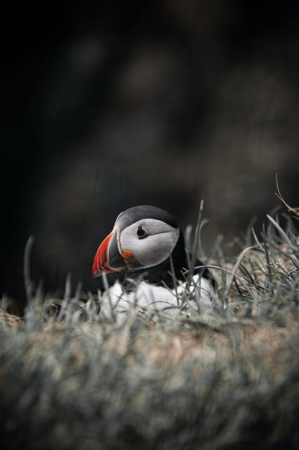 Private Westman Islands with Puffins and Belugas (Up to 8p) - FAQs