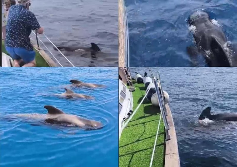 Private Whales & Dolphins Excursion: for you exclusively! - Key points / Takeaways