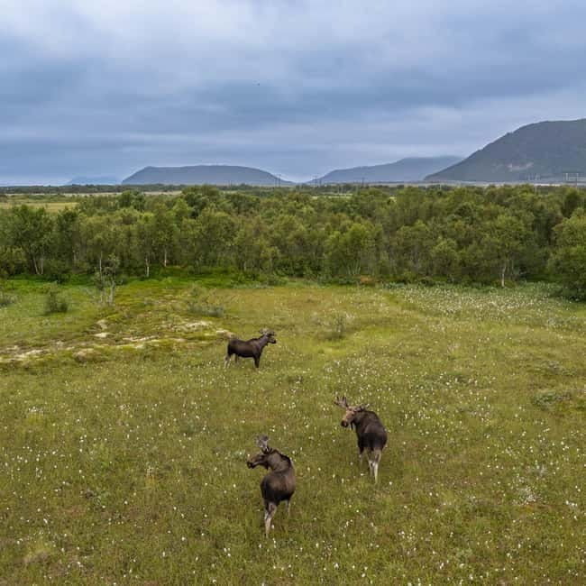 Private Wildlife Moose Photo Safari in Vesteralen - Key points / Takeaways