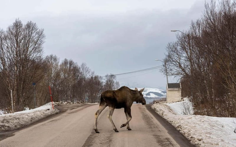 Private Wildlife Moose Photo Safari in Vesteralen - Discover the Untouched Beauty of Vesterålen