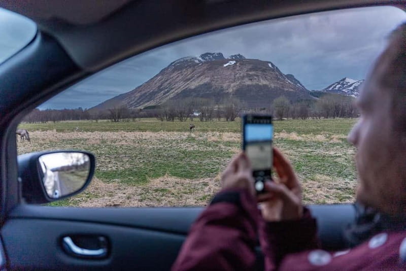 Private Wildlife Moose Photo Safari in Vesteralen - What to Expect During the Safari