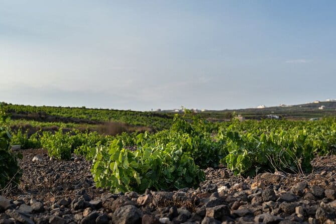 Private Wine Adventure Tour in the Most Distinct Wineries - Entering Into the Heart of Santorini’s Wine Culture