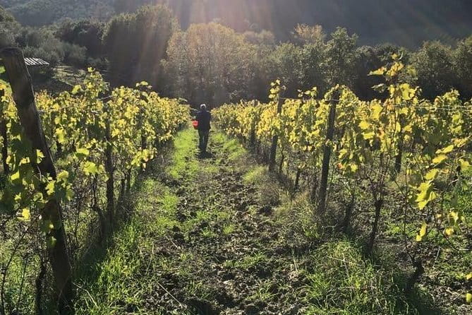 Private wine & EVO Oil Tasting with Tuscan Meal - Logistics & Practical Details