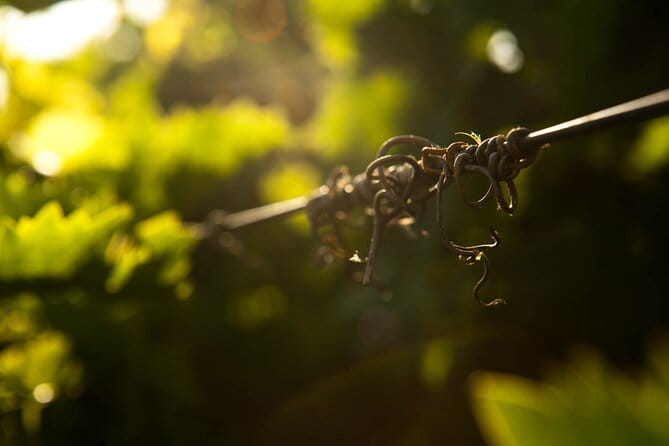 Private Wine & Food Pairing at Silva Winery (10 labels) - An Up-Close Look at the Silva Winery Experience