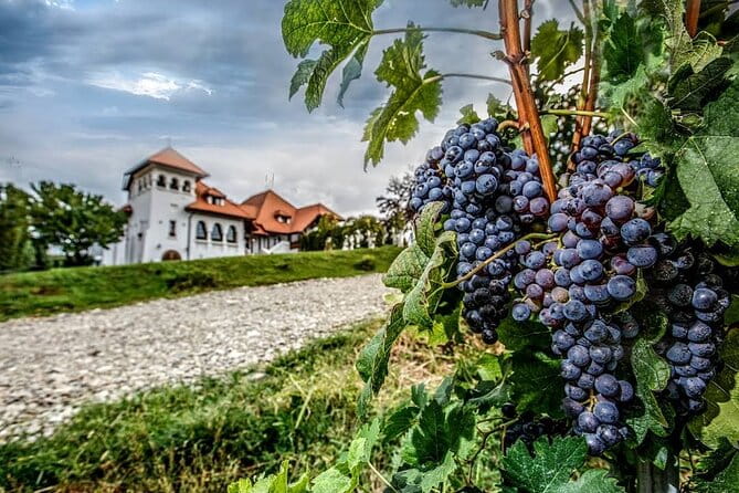 Private Wine Tasting in Cellar and the Winemaking process - Wine Tasting and Lunch: Budgeting and Expectations