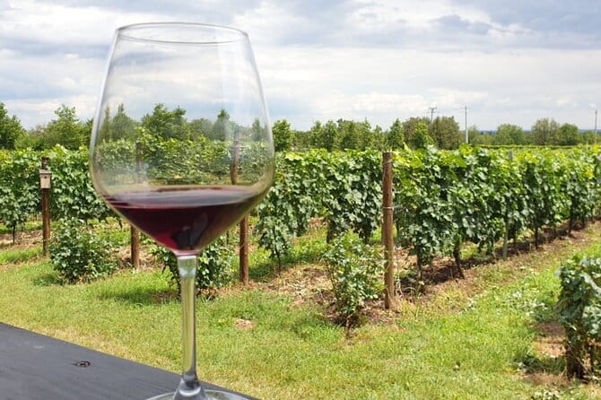 Private Wine Tasting in Cellar and the Winemaking process - Who Will Love This Tour?