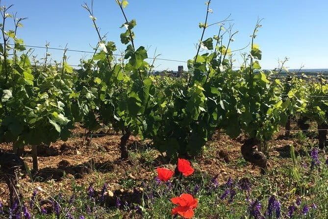 Private Wine Tasting Tour - Burgundy Uncorked!! - An Authentic Burgundy Wine Journey