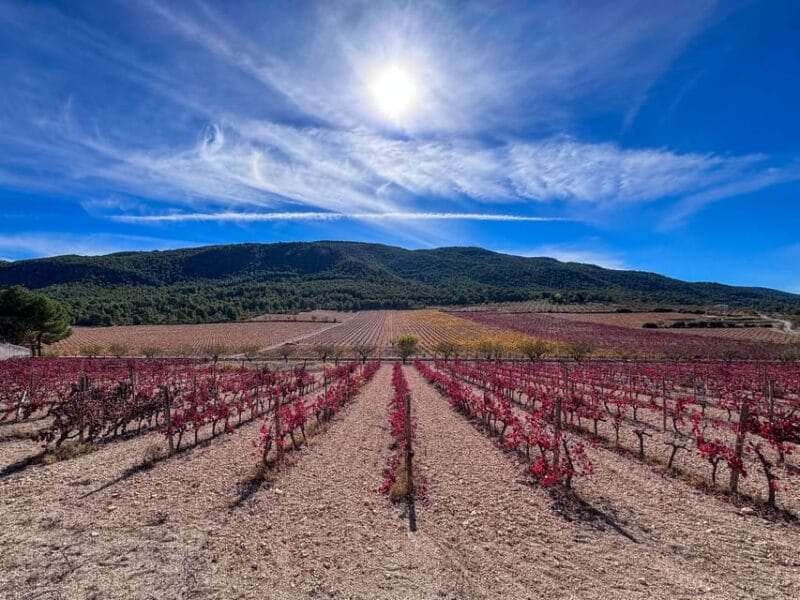 Private Wine Tour to the Costa Blanca Wineries - Key points / Takeaways