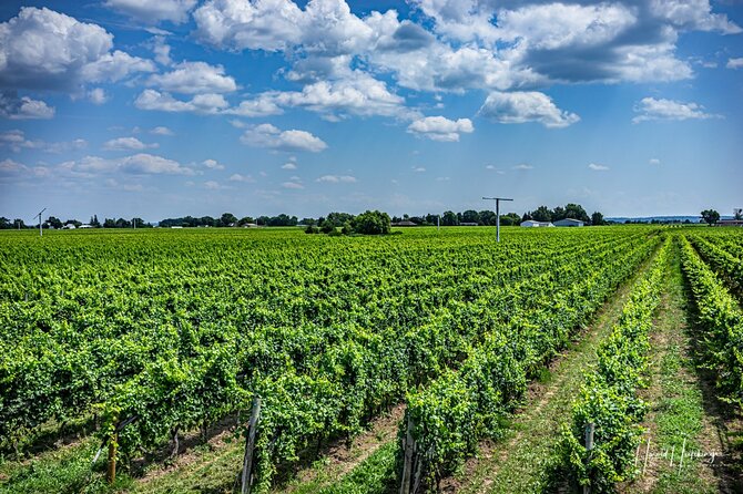 Private,Custom Niagara Escarpment-Scenic Boutique Winery Tasting Tour - Tour Highlights