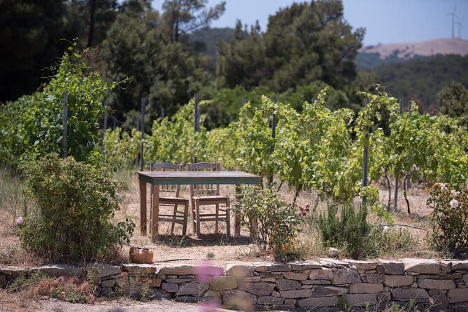 Professional Tour with Winemaker in Ikaria - Who Will Love This Tour?