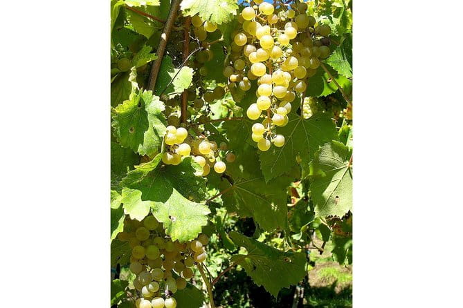 Prosecco and Cheese Tasting. From Venice. Full day - The Value of the Experience