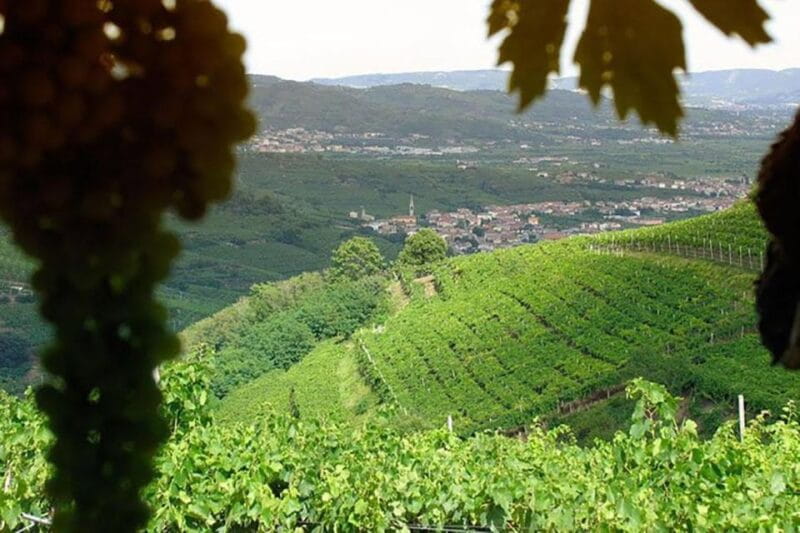 Prosecco Wine Tasting Tour. Half Day. From Venice - Who This Tour Suits Best