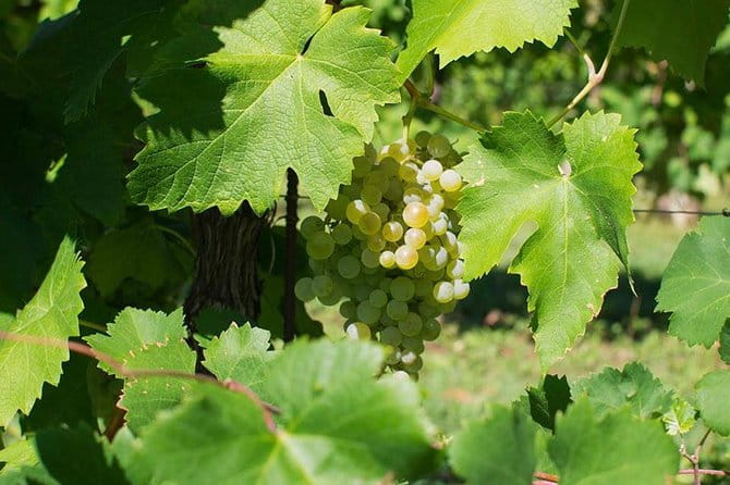 Prosecco Wine Tour. Full day from Venice - Introduction to the Prosecco Wine Tour from Venice