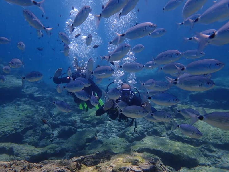 Protaras: Cape Grecko Single Dive for Qualified Divers - Exploring Cape Greco’s Marine Life in Cyprus