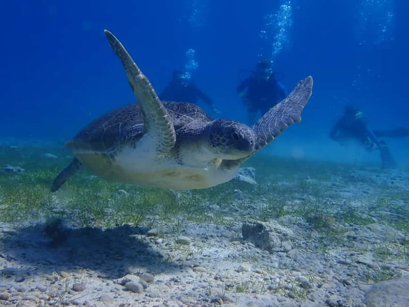 Protaras: Cape Grecko Single Dive for Qualified Divers - Who This Tour Is Best For