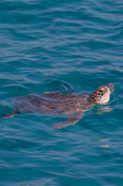 Protaras:Cape Greco, Turtle Cove & Blue Lagoon Sunset Cruise - Key points/Takeaways