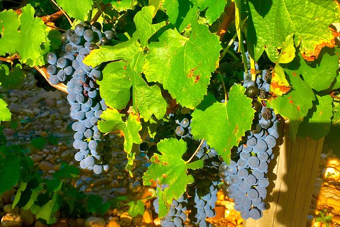 Provence Cru Wine Small-Group Half-Day Tour From Avignon - Accessibility and Age Requirement