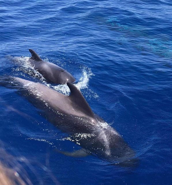 Puerto Colon: Whale and Dolphin Watching Yacht Trip - Who Should Consider This Tour?