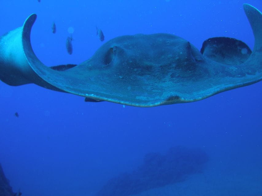 Puerto De La Cruz: Submarine Trip and Beach Stop in Tenerife - Submarine Features