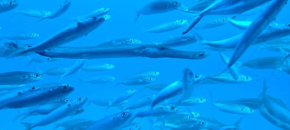 Puerto De La Cruz: Submarine Trip and Beach Stop in Tenerife - Customer Feedback