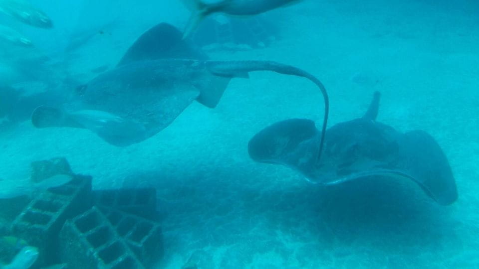 Puerto De La Cruz: Submarine Trip and Beach Stop in Tenerife - Availability and Pricing