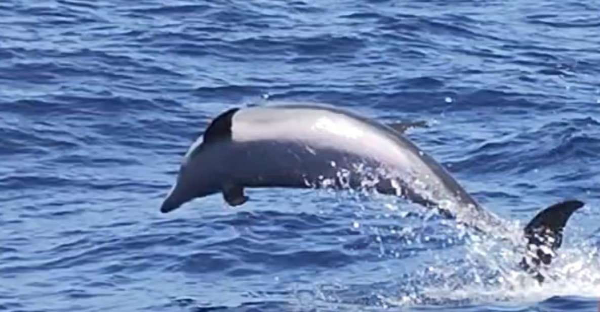 Puerto De Mogán: 3 Hours Dolphin & Whale Watching Tour - Key Points