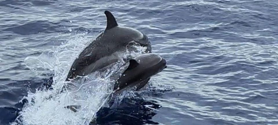 Puerto De Mogán: 3 Hours Dolphin & Whale Watching Tour - Booking Information