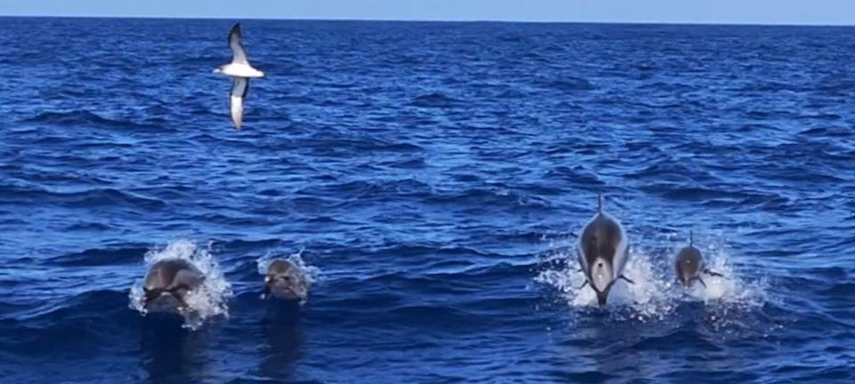 Puerto De Mogán: 3 Hours Dolphin & Whale Watching Tour - Inclusions