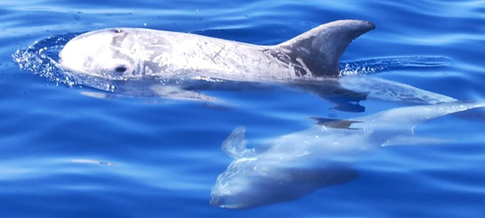 Puerto De Mogán: 3 Hours Dolphin & Whale Watching Tour - Dolphin Sightings