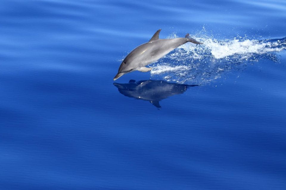 Puerto De Mogán: 3 Hours Dolphin & Whale Watching Tour - Yacht Exploration