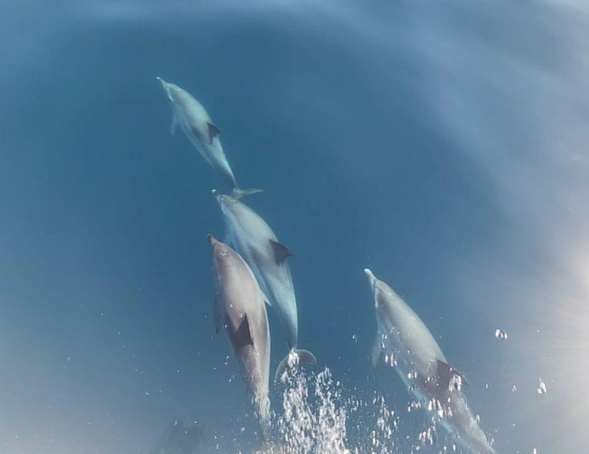 Puerto De Mogán: 3 Hours Dolphin & Whale Watching Tour - Traveler Ratings