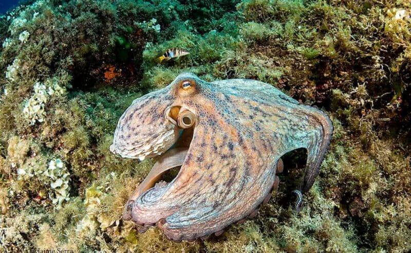 Puerto de Soller: Train and Discover Scuba Diving - Who Will Love This Experience?