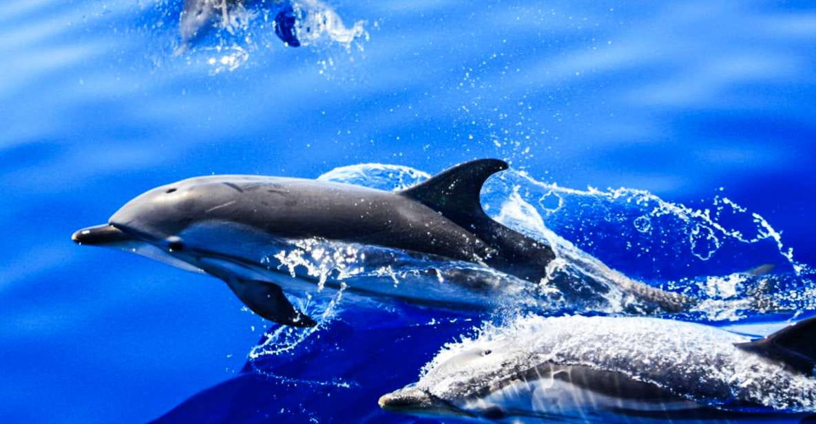 Puerto Del Carmen: Dolphin-Watching Speedboat Tour With Swim - Detailed Itinerary