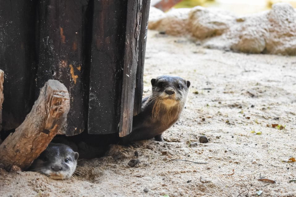 Puerto Del Carmen: Rancho Texas Lanzarote Park Entry Ticket - Park Overview and Attractions